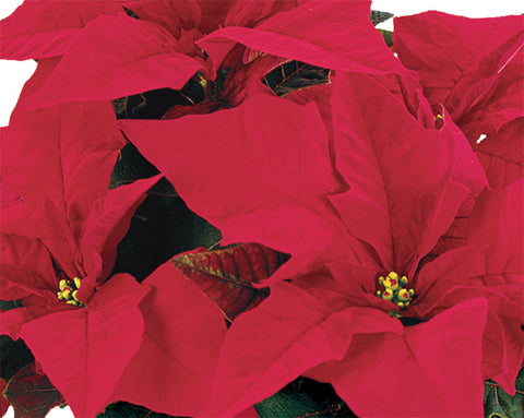 Poinsettia Red