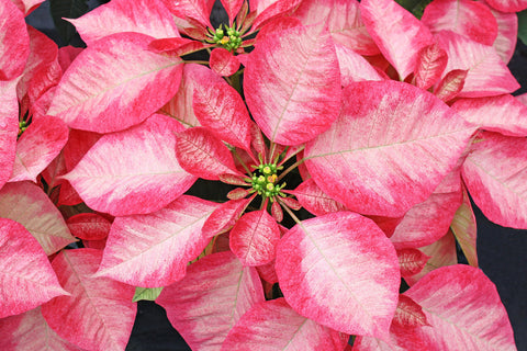 Poinsettia Ice Crystals