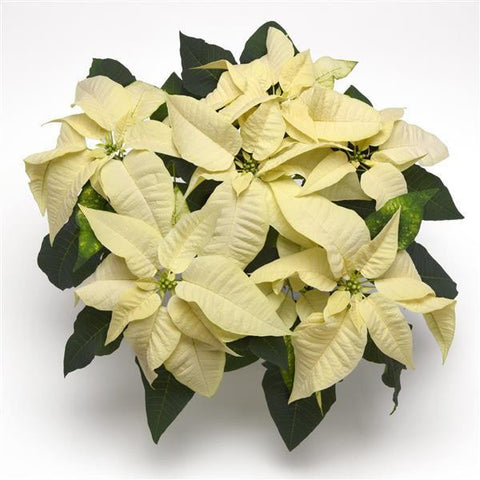 Poinsettia White