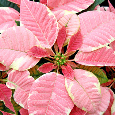 Poinsettia Beauty Marble