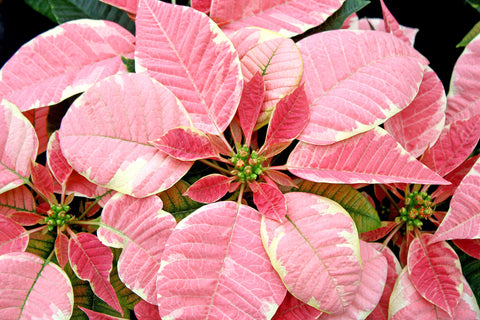 Poinsettia Beauty Marble