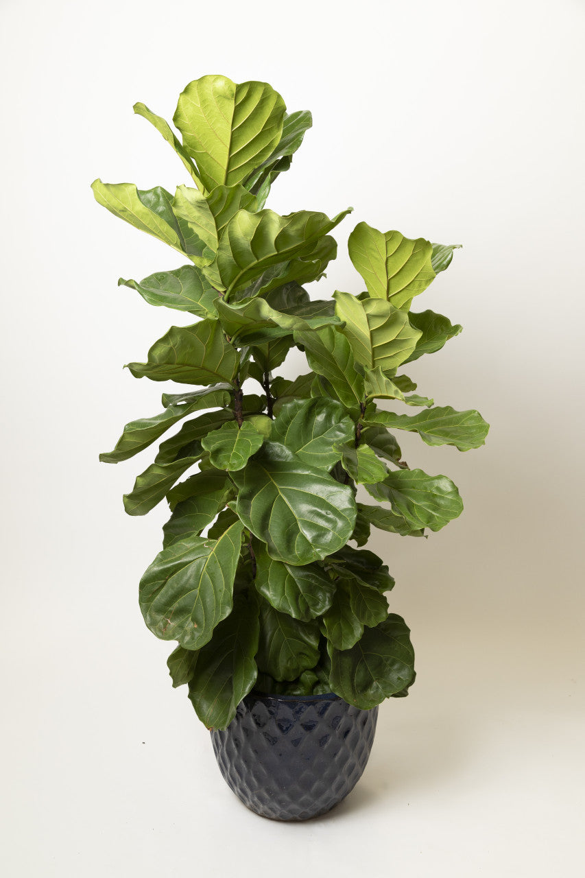 Fiddle Leaf Fig - Thumbnail 2