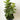 Fiddle Leaf Fig