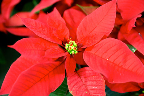 Poinsettia Red