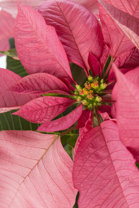 Poinsettia Pink