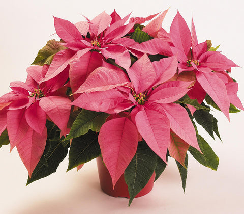 Poinsettia Pink