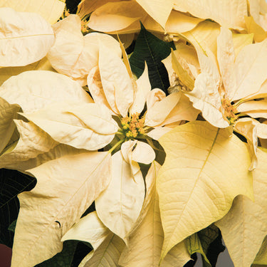 Poinsettia White