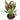 Captain Hollywood Calla Lily