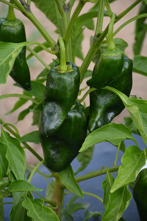 Poblano Chili Pepper