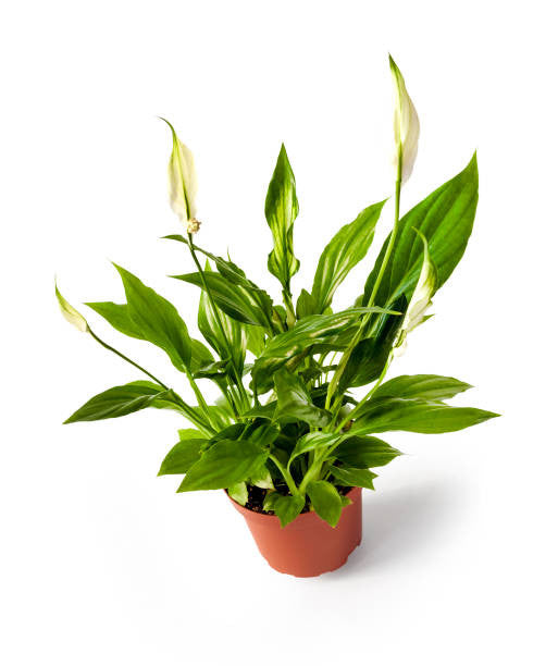 Sweet Pablo Peace Lily