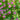 Polygala Petite Butterfly Bush