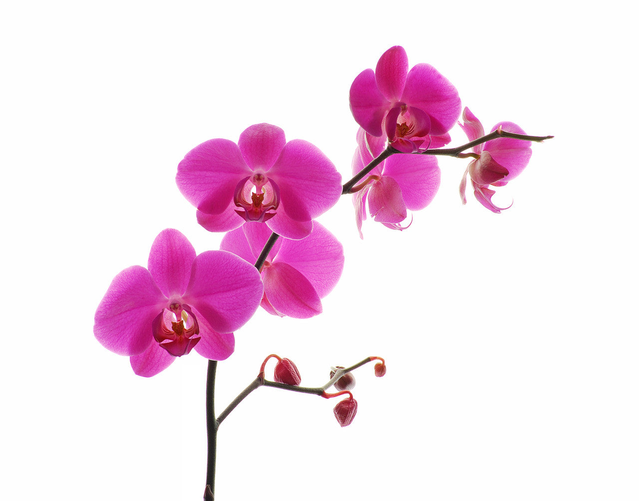 Phalaenopsis Orchid - Standard - Thumbnail 4