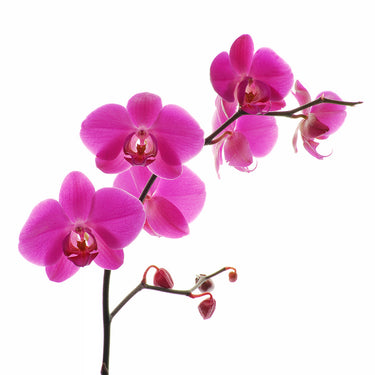 Phalaenopsis Orchid - Standard