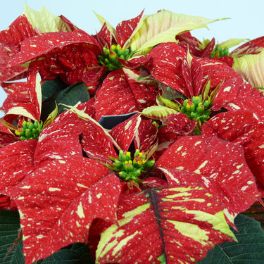 Poinsettia Country Quilt