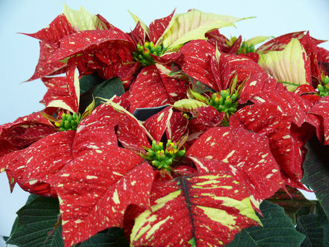 Poinsettia Country Quilt