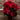 Poinsettia Maroon