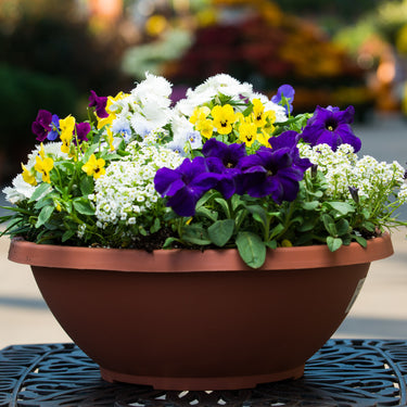 Annual Color Bowl Sun - 14 inch