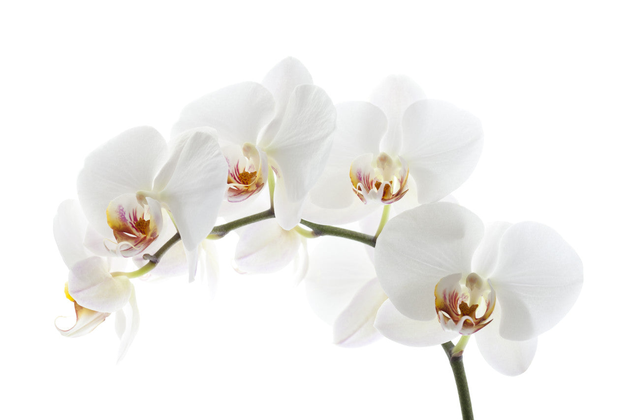 Phalaenopsis Orchid - Standard