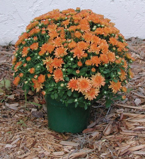 Garden Mum 'Ursula Fancy' Coral-Orange