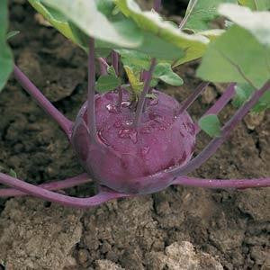 Kohlrabi Purple Splendor