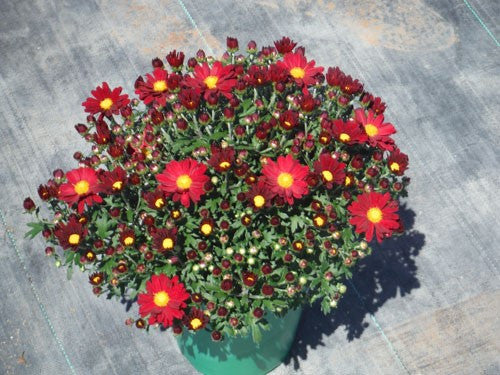 マルティン・シュリーク　ガーデン Rement swing vignette series #Rayquaza#レックウザ#rement#Pokemon