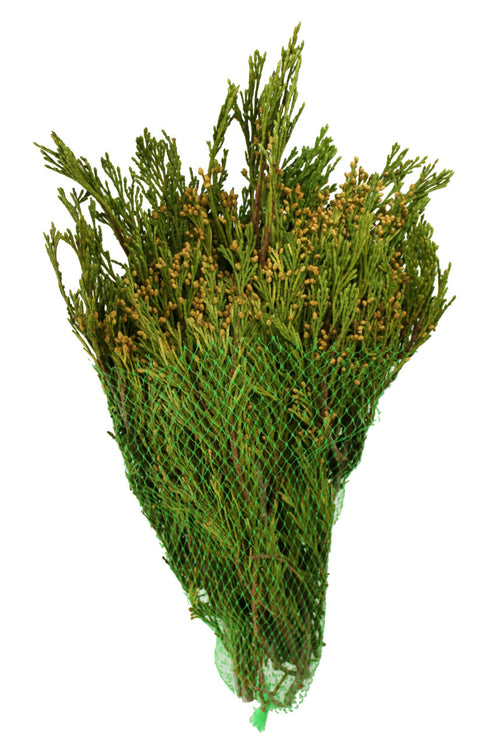 Incense Cedar Bunch