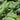 Senecio String of Dolphins