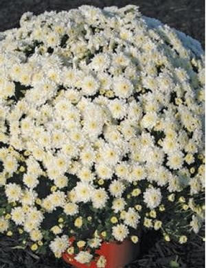 Garden Mum 'Chelsey' White