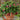 Strawberry Berry Galore Rose