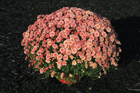 Garden Mum 'Chelsey' Coral