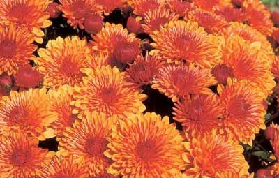 Garden Mum 'Cheryl Spicy Orange'