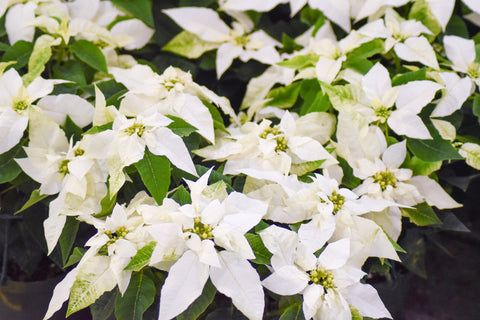 Poinsettia Princettia Pure  White