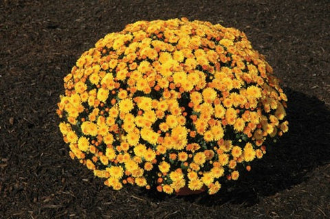 Garden Mum 'Cheryl Golden' Yellow