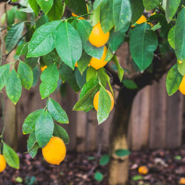 Improved Meyer Lemon Tree Form