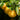Rio Red Grapefruit Bush