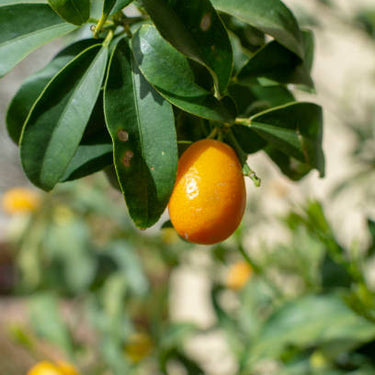 Nagami Kumquat