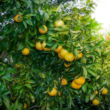 Rio Red Grapefruit Tree Form