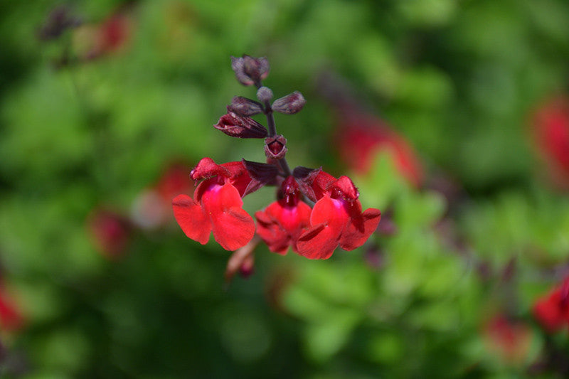 Salvia greggii 'Flame' Autumn Sage