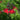 Salvia Flame Autumn Sage