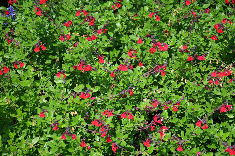 Salvia greggii 'Flame' Autumn Sage - Thumbnail 2