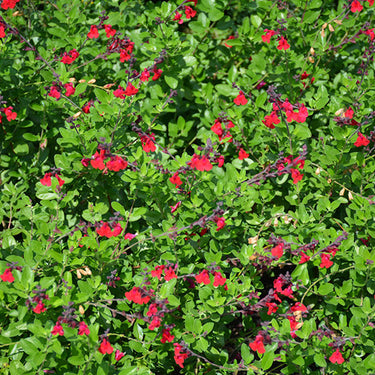 Salvia Flame Autumn Sage