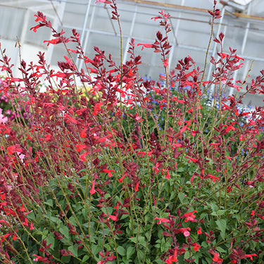 Salvia Roman Red