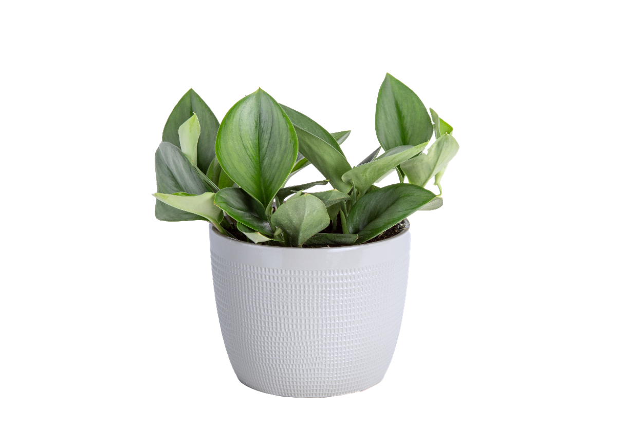 Moonlight Scindapsus