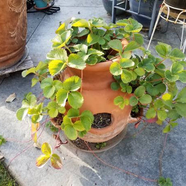 Terra Cotta Strawberry Pot 4 Pocket - 12"