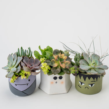 Goblin Succulent Planters