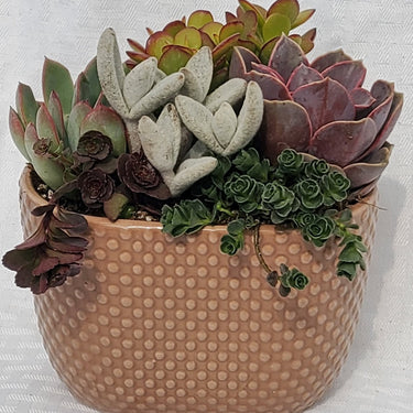 Brown Oval Tapered Pot With Succulents