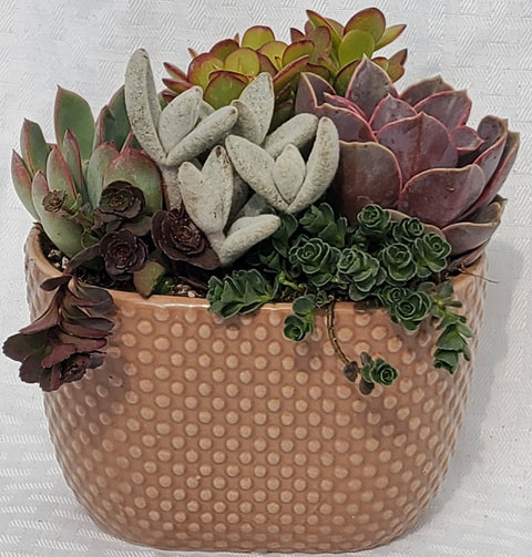 Brown Oval Tapered Pot With Succulents