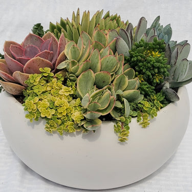 White Low Bowl With Succulents