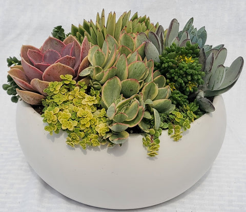 White Low Bowl With Succulents