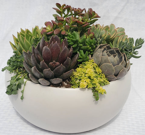 White Low Bowl With Succulents